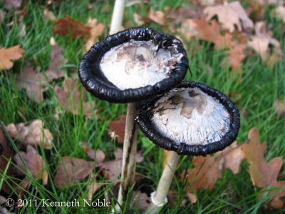 shaggy ink-cap (Coprimus cornatus) Kenneth Noble